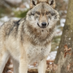 Vienne Condrieu Agglomération : une nouvelle attaque de loup suspectée à Echalas, dans le Pilat