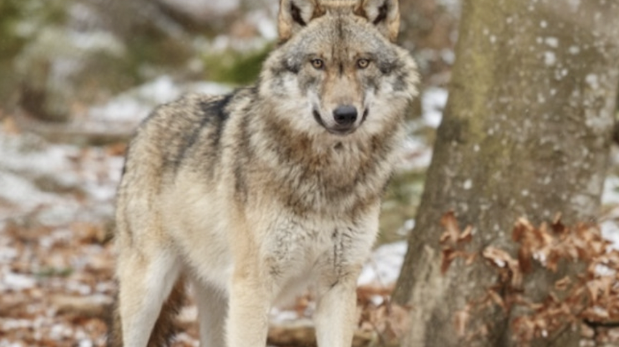 Vienne Condrieu Agglomération : une nouvelle attaque de loup suspectée à Echalas, dans le Pilat